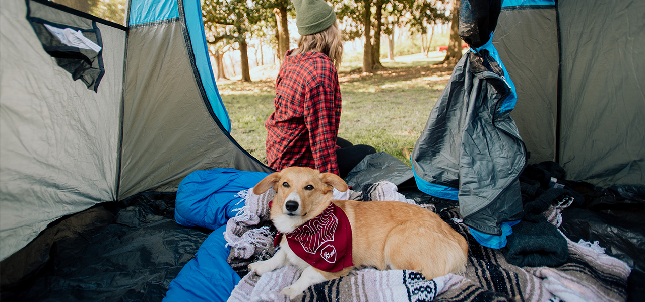 best dog friendly tent